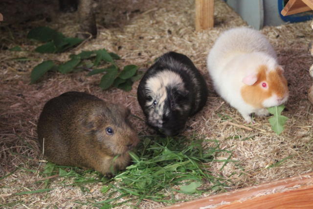 Pipi †, Spencer † & Paeches †